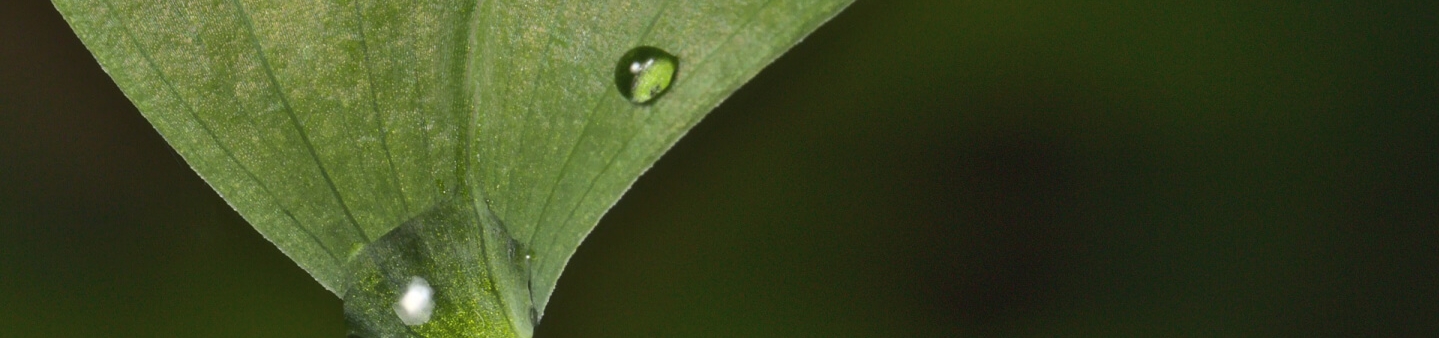 leaf with water droplet